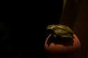 frog.jpg